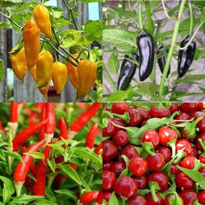 ibains White chilli seeds380 Seed(380 per packet)