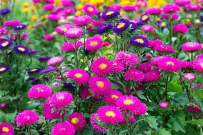 Aywal Aster- Flower Seeds for Balcony Gardening Seed(10 per packet)