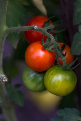 EMKOT tomato Seed(85 per packet)