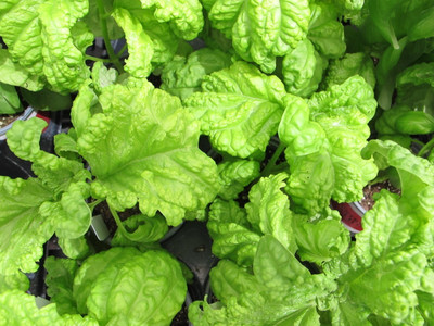 Qualtivate XLL-37 Lettuce Leaf Basil Seeds Seed(1000 per packet)