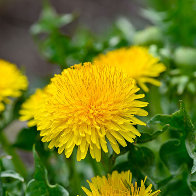 Biosnyg Dandelion Seeds - True (Wild)-[1000 Seeds] Seed(1000 per packet)
