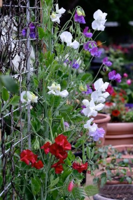 Aywal Flower Seeds - Sweet Pea (Giant Wave Mixed) Seed(90 per packet)