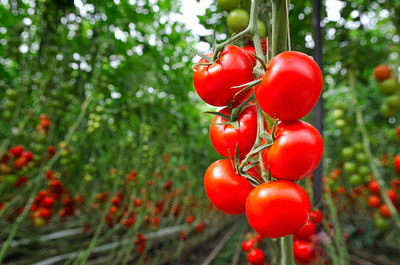 SHREE BALA JI VENTURES tomato Seed(85 per packet)