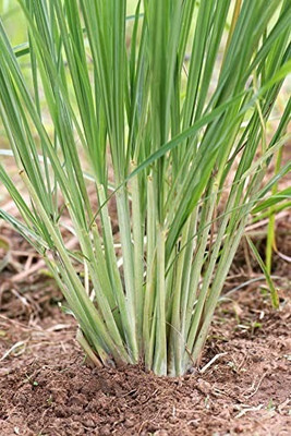MAA Lemon Grass Seed(60 per packet)