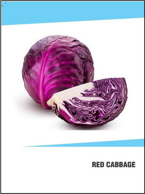 VibeX Hybrid Red Cabbage Seeds(2500 Seeds) Seed(2500 per packet)