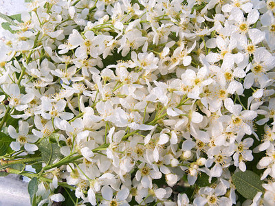 MAA gypsophila flower Seed(100 per packet)
