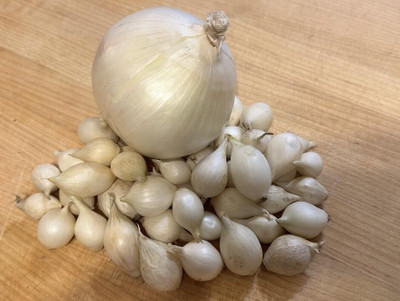 Biosnyg Organic White Onion Seeds For Kitchen Gardening-(750 Seeds) Seed(750 per packet)