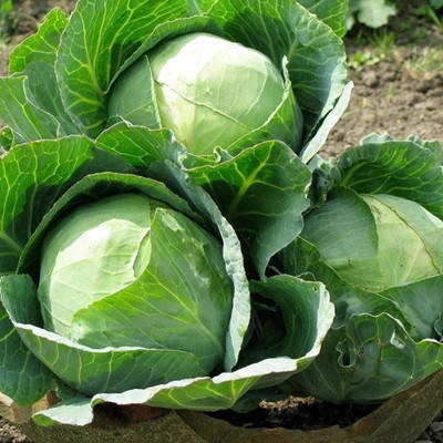 Arshiayat Hybrid Cabbage Seeds Seed(560 per packet)
