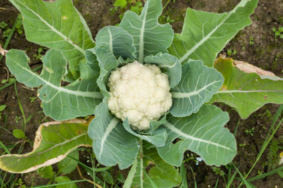 everlite white cauliflower,gobhee seeds Seed(35 per packet)