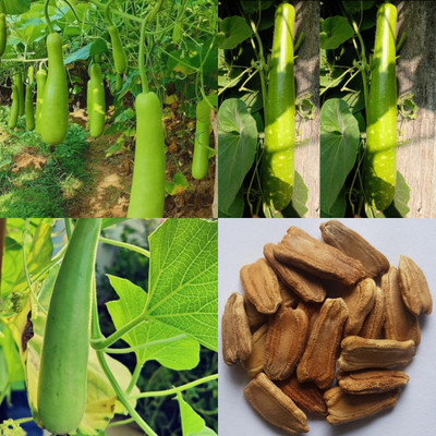ibains Bottle gourd seeds hybrid 20 Seed(20 per packet)