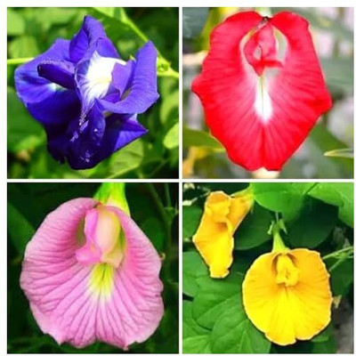 ibains Red colour aprajit seeds Seed(10 per packet)