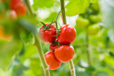 FRESHO tomato Seed(105 per packet)