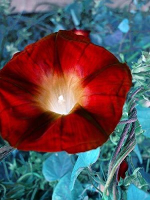 Lorvox F1 Hybrid Morning Glory Ipomoea Early Call Mix Flower Seed(50 per packet)