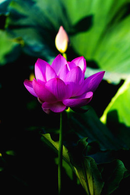 Aaradhyapriyal lotus,kamal gatta Seed(11 per packet)