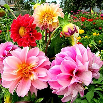 Qualtivate GBPUT-279 Dahlia Unwins Hybrids Dwarf Mix Double Flower Mix Around Seed(50 per packet)