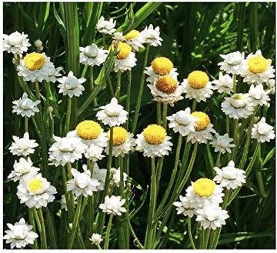 VibeX XLL-52 - Roman Chamomile - (750 Seeds) Seed(750 per packet)