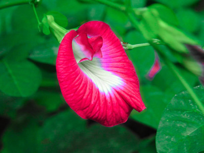abiswas Aparajita Seed(33 per packet)