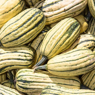KNESSiN Dumpling Squash Delicata Seed(100 per packet)