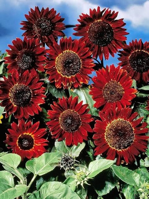BSARKAR Red sunflower seed Seed(45 per packet)
