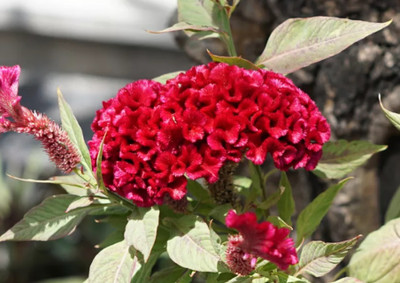 UGRA Cockscomb Flower Seeds Seed(20 per packet)
