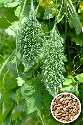 Seedsilk Store Hybrid Bitter Gourd Seeds | Karela Seeds, Melon Squash Balsam Pear Seed(20 per packet)