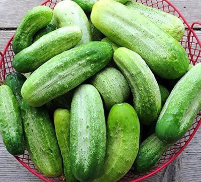 Quentova Beauty Slicing Cucumber Seeds-CTU-7P Seed(300 per packet)