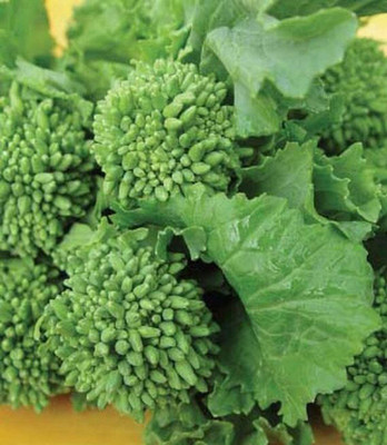 VibeX ® VMR-370 Broccoli Raab Spring- Italian Specialty Seed(200 per packet)