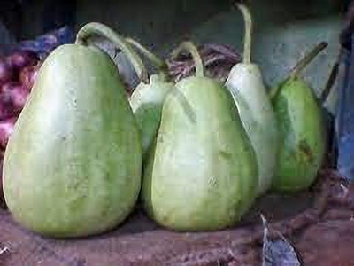 KANAYA LAW/LOWKI Round Bottle Gourd Lauki/Lau/Clabash Seed(26 per packet)