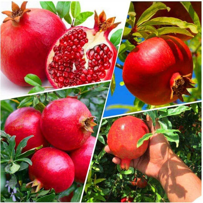 Aywal POMEGRANATE FRUIT Seed(100 per packet)