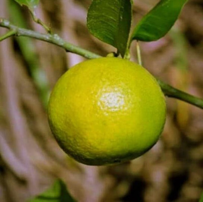 SHYAM Malta bari 2 mosambi LemonFruit Gafted Fruit Plant. Seed(1 per packet)