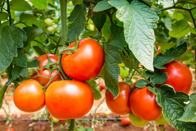 SeeGreen farm tomato Seed(155 per packet)