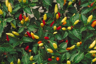 KNESSiN Tabasco Chilli Pepper Seed(200 per packet)