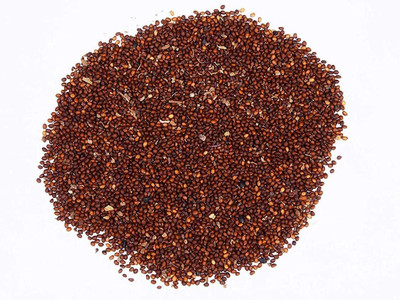 WILLVINE Kapoor Tulsi Trittavu Ocimum Sanctum Holy Basil Thulasi-[2000 Seeds] Seed(2000 per packet)
