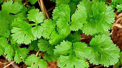 CYBEXIS VXI-2 - Cilantro Magnum - (2250 Seeds) Seed(2250 per packet)