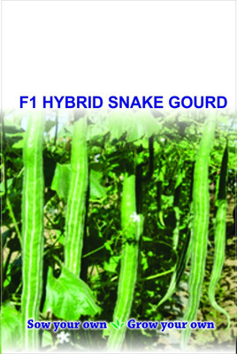 WILLVINE VVI-126 Long Snake Gourd-100 Seed(100 per packet)