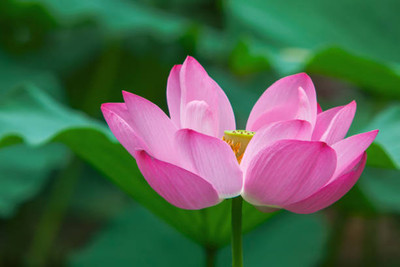 MSG lotus,kamal gatta Seed(11 per packet)