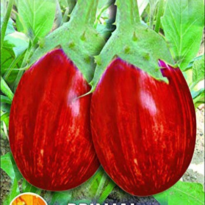 Airex BRINJAL MK - 10 SEED (PACK OF 30 SEED X 1 PER PKTS) 1 PACKET OF BRINJAL MK - 10 Seed(30 per packet)