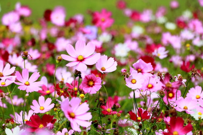ZIXA Cosmos Mix Seed(20 per packet)