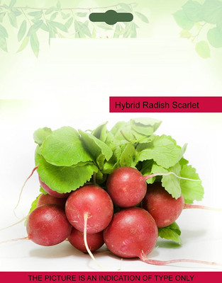 CYBEXIS Hybrid Radish Scarlet Globe600 Seeds Seed(600 per packet)