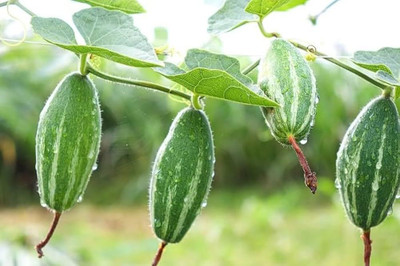BDSresolve pointed gourd seeds/pointed gourd seeds 13 Seed(13 per packet)
