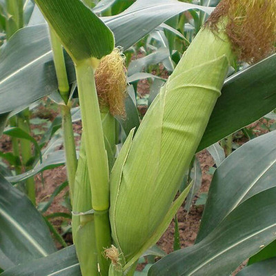 CYBEXIS High Germination Corn Yellow Seeds 2000 Seeds Seed(2000 per packet)