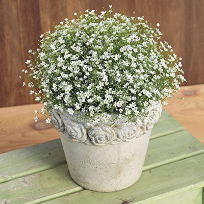 CYBEXIS Gypsophila Flower Mix Colors Hybrid Seeds Seed(50 per packet)