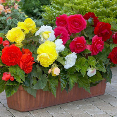 VibeX XLL-52 - Begonia Beautiful Multi-Colour Flowers - (30 Seeds) Seed(30 per packet)