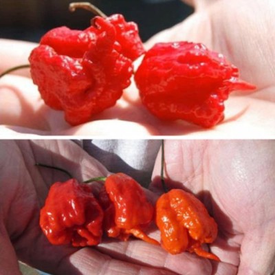 CYBEXIS High Yield Rare Carolina Reaper Chilli Pepper Seeds1200 Seeds Seed(1200 per packet)