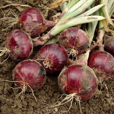 KNESSiN Onion - Red Baron, V-ONI-14-{1200 Seeds} Seed(1200 per packet)