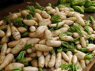 CYBEXIS Japanese Daikon Radish Vegetable Seeds600 Seeds Seed(600 per packet)