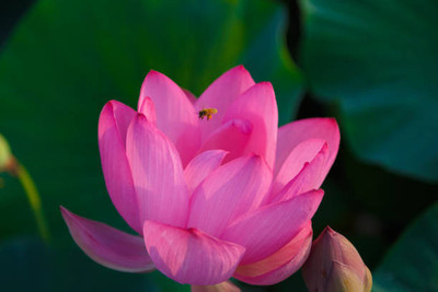 MOBI CARE lotus,kamal gatta Seed(10 per packet)