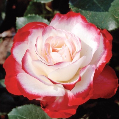 Qualtivate GBPT-1A Hybrid Rose Seeds Seed(25 per packet)