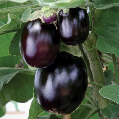 Qualtivate PUA-3A Hybrid Brinjal Big Gajraj / Eggplant Seeds Seed(300 per packet)