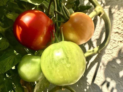 BDSresolve F1 tomato seeds PCK OF 128 Seed(128 per packet)